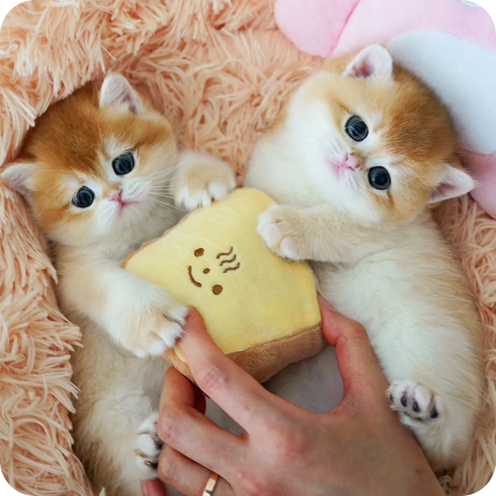 모나미네코소개