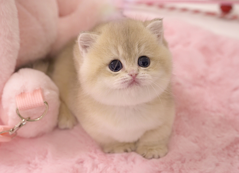 모나미네코소개