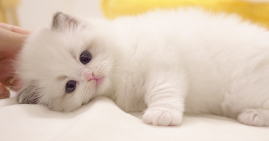 모나미네코소개