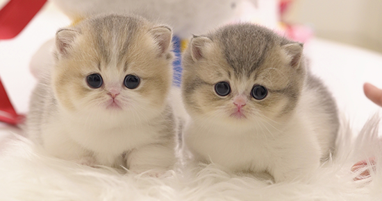 모나미네코소개